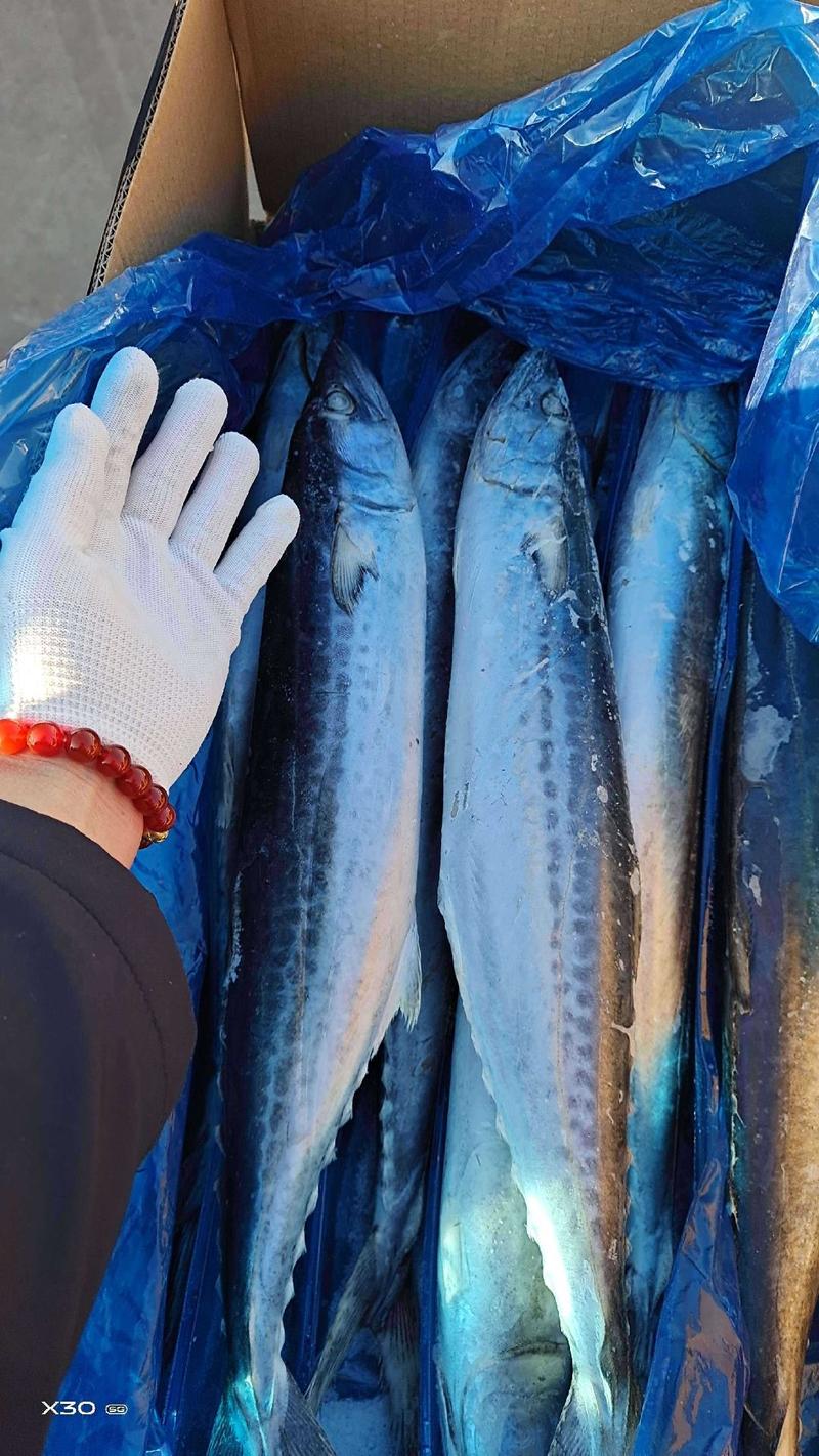 燕尾鲅鱼船冻及时4两到3斤都有一手货源厂家直供可视频看货