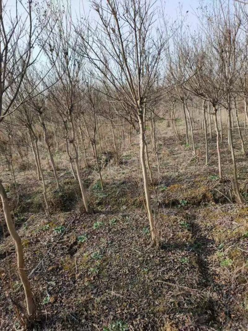 湖北精品紫薇苗1--15公分基地直发量大从优品质保证