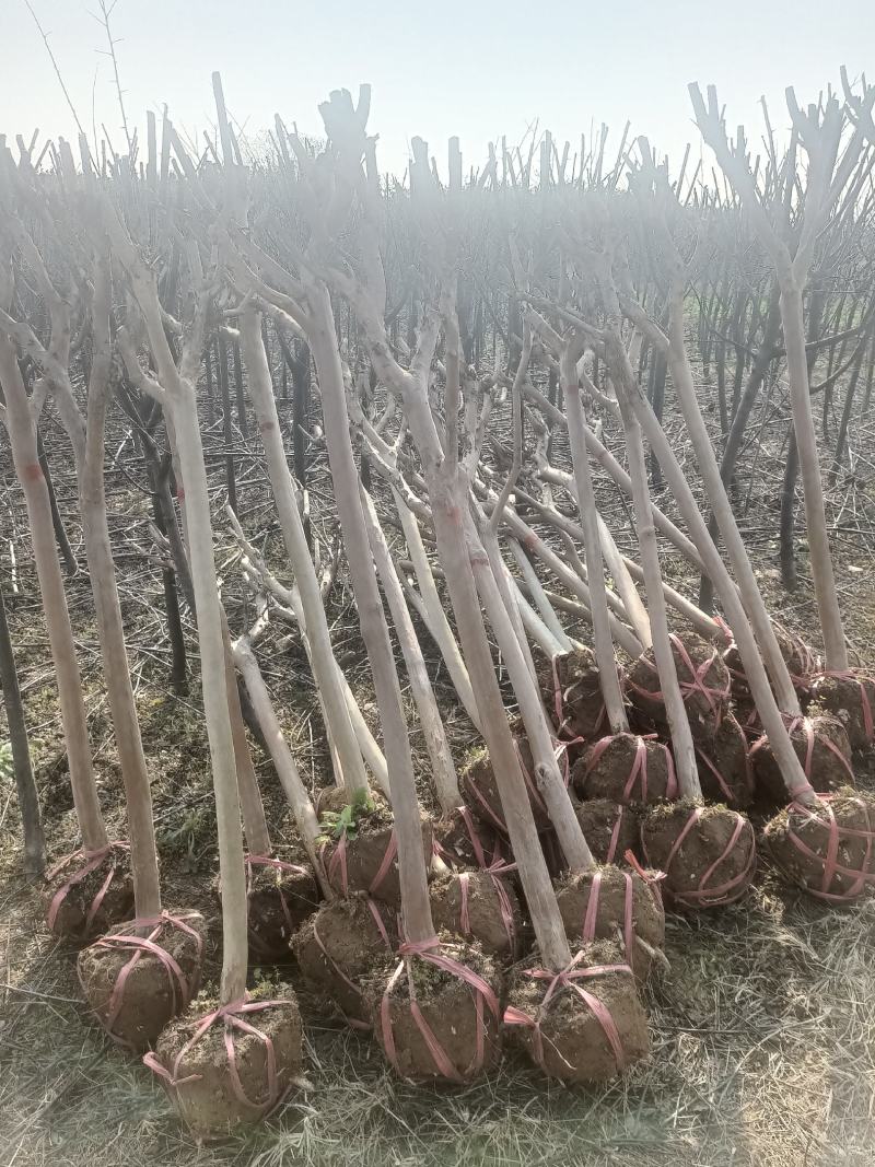 湖北精品紫薇苗1--15公分基地直发量大从优品质保证