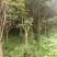 湖北精品紫薇苗1--15公分基地直发量大从优品质保证