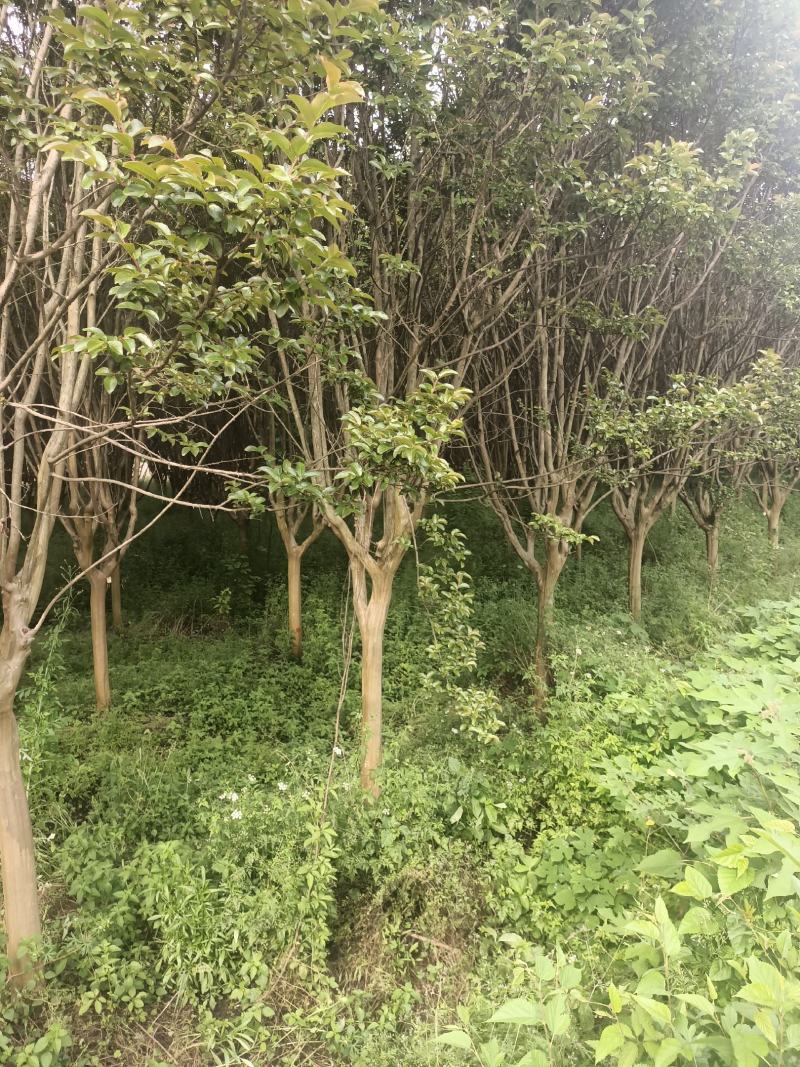 湖北精品紫薇苗1--15公分基地直发量大从优品质保证