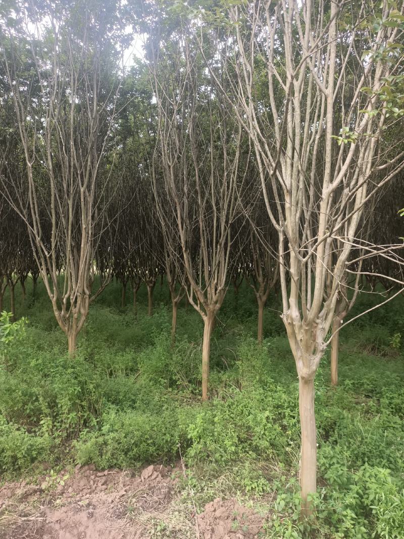 湖北精品紫薇苗1--15公分基地直发量大从优品质保证