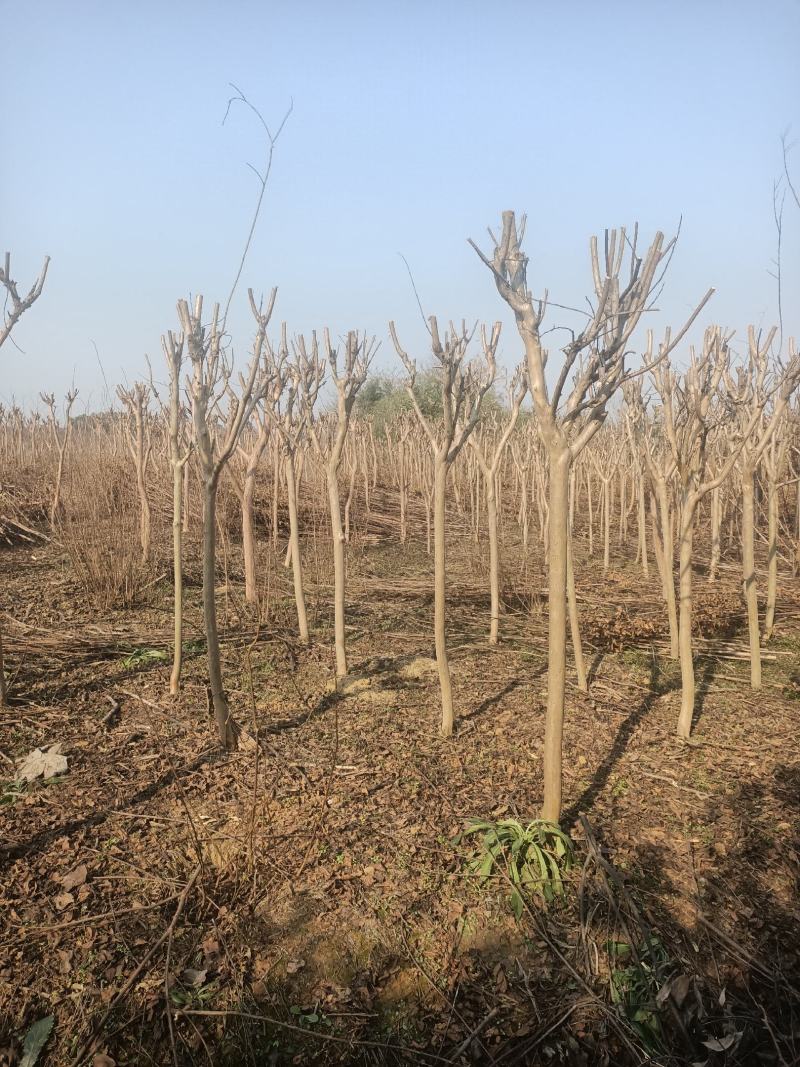 湖北精品紫薇苗1--15公分基地直发量大从优品质保证