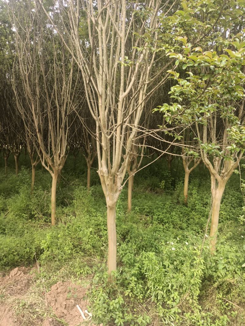 湖北精品紫薇苗1--15公分基地直发量大从优品质保证