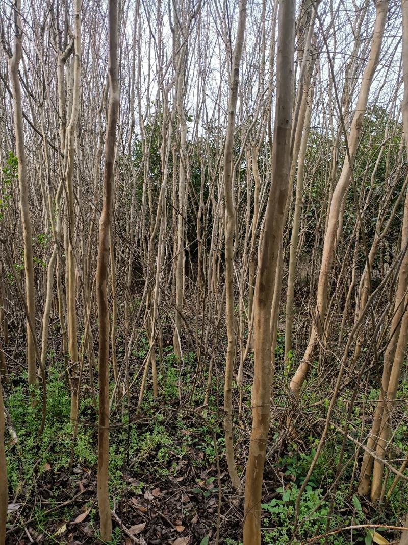 湖北精品紫薇苗1--15公分基地直发量大从优品质保证