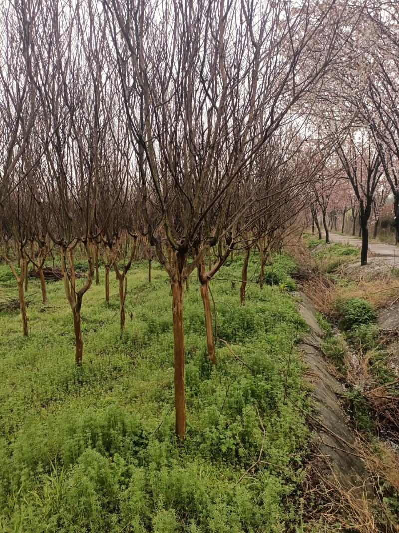 湖北精品紫薇苗1--15公分基地直发量大从优品质保证