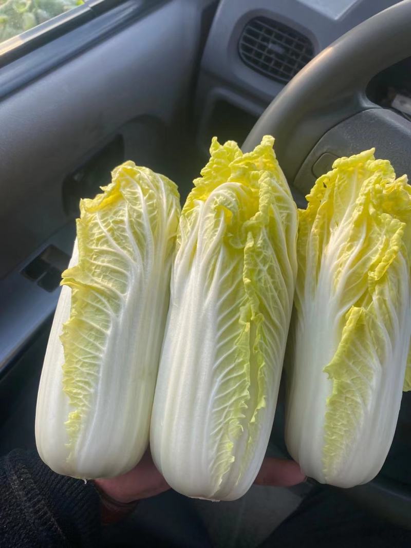 精品娃娃菜，大量供应小娃娃菜！现场加工！一手货源！大娃娃