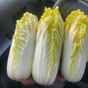 精品娃娃菜，大量供应小娃娃菜！现场加工！一手货源！大娃娃