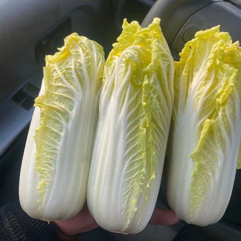 精品娃娃菜，大量供应小娃娃菜！现场加工！一手货源！大娃娃