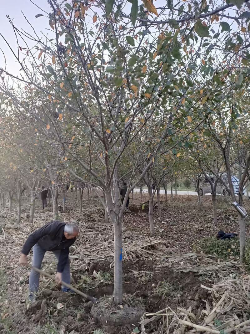 樱花，2--15早樱，早樱，晚樱大量上市啦