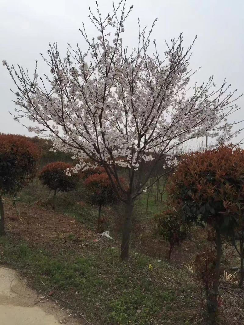 樱花，2--15早樱，早樱，晚樱大量上市啦