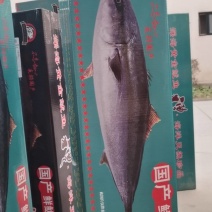 【鲅鱼】山东精品鲅鱼支持电商微商社区团购一件代发