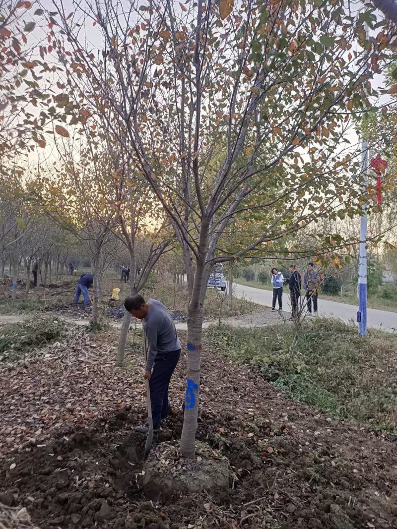 樱花，2--15早樱，早樱，晚樱大量上市啦