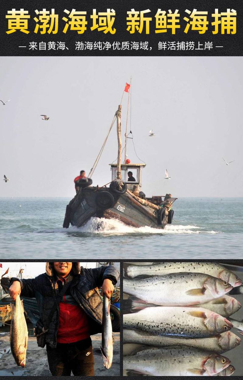 冰鲜大鲈鱼海鲈鱼大海鱼海鲜水产鲜活活鱼冷冻鱼类生鲜鲜