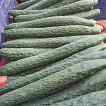 农家自种新鲜黄瓜带刺青瓜蔬菜绿瓤生吃清脆可口水果黄瓜青瓜