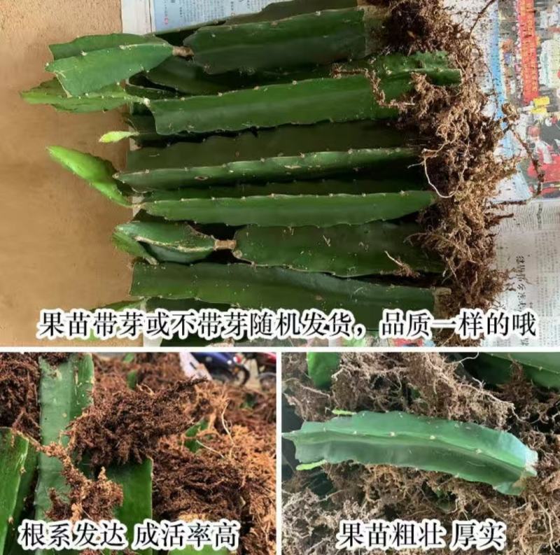 火龙果苗有根苗挂果产量高品种正宗可签合同