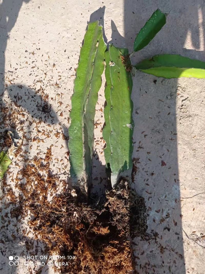 火龙果苗有根苗挂果产量高品种正宗可签合同