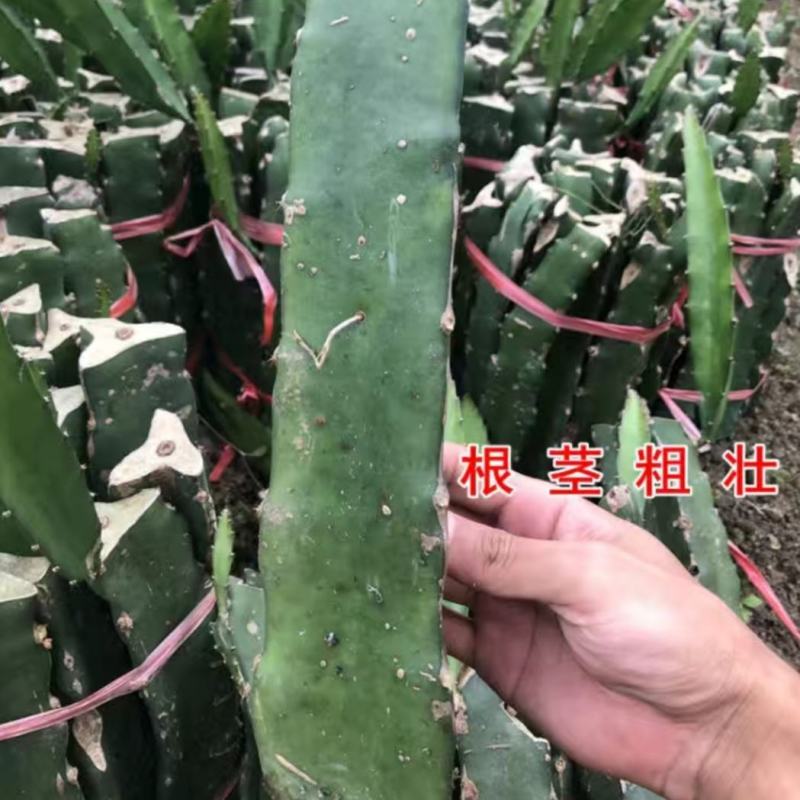 火龙果苗有根苗挂果产量高品种正宗可签合同