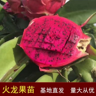 火龙果苗有根苗挂果产量高品种正宗可签合同