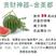 中科茂华金美都（优选）西瓜种子，99纯早熟抗裂，超甜多汁