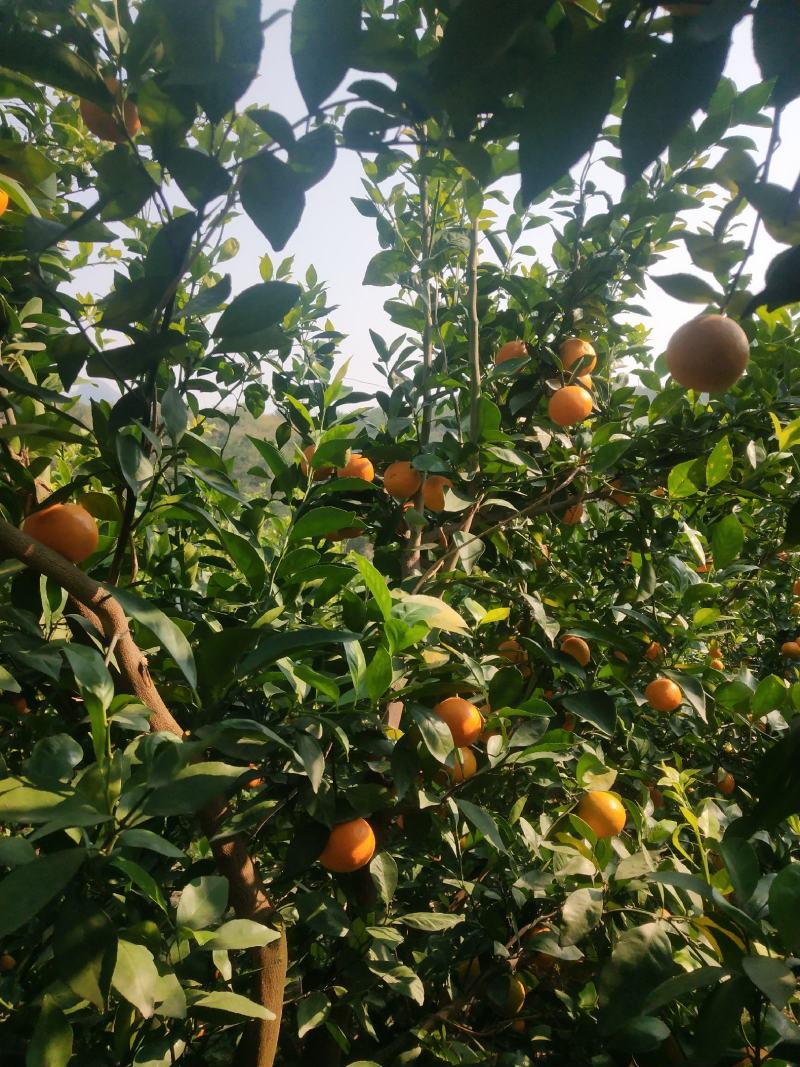 皇帝柑，靓果，价美