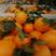 四川脐橙大量出货中欢迎电商，市场，，对接，支持一件，代发