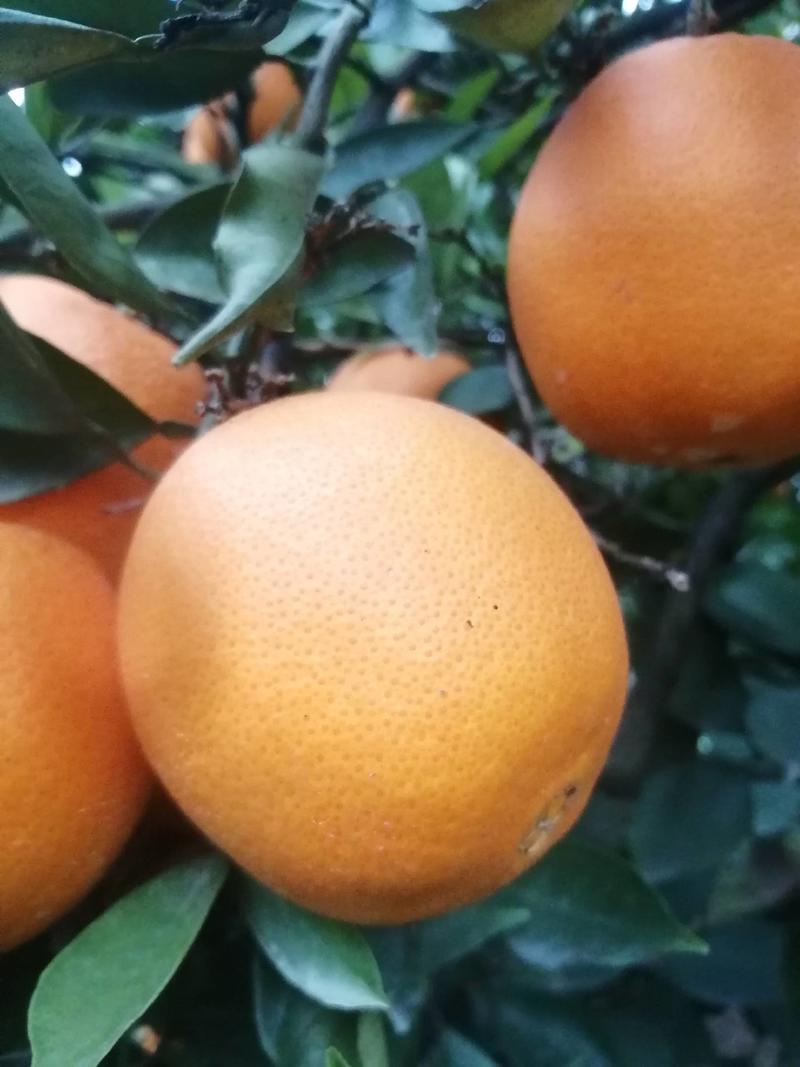 四川脐橙大量出货中欢迎电商，市场，，对接，支持一件，代发