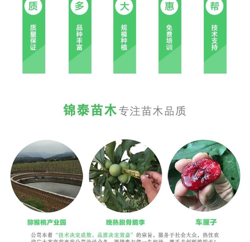 四川黄柏树苗川黄柏苗黄柏中药材剥皮黄柏苗南北方黄柏药材