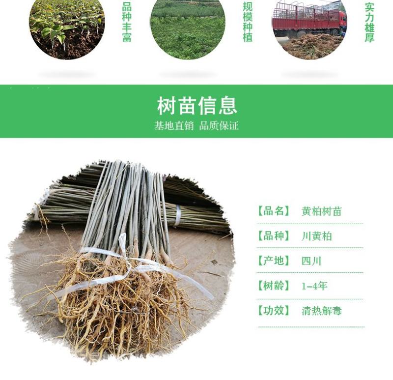 四川黄柏树苗川黄柏苗黄柏中药材剥皮黄柏苗南北方黄柏药材