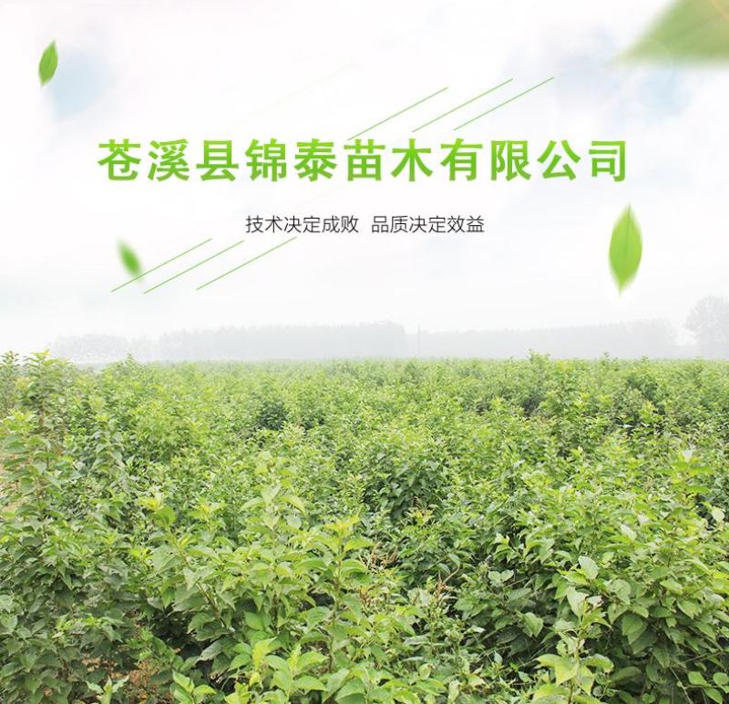 四川黄柏树苗川黄柏苗黄柏中药材剥皮黄柏苗南北方黄柏药材