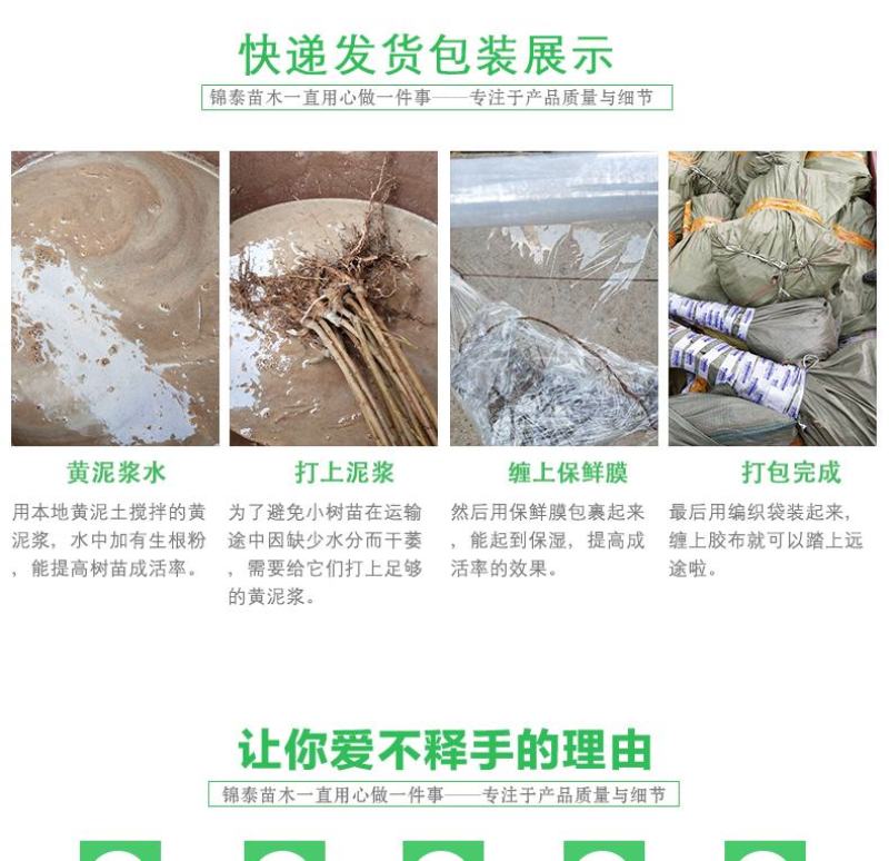 四川黄柏树苗川黄柏苗黄柏中药材剥皮黄柏苗南北方黄柏药材