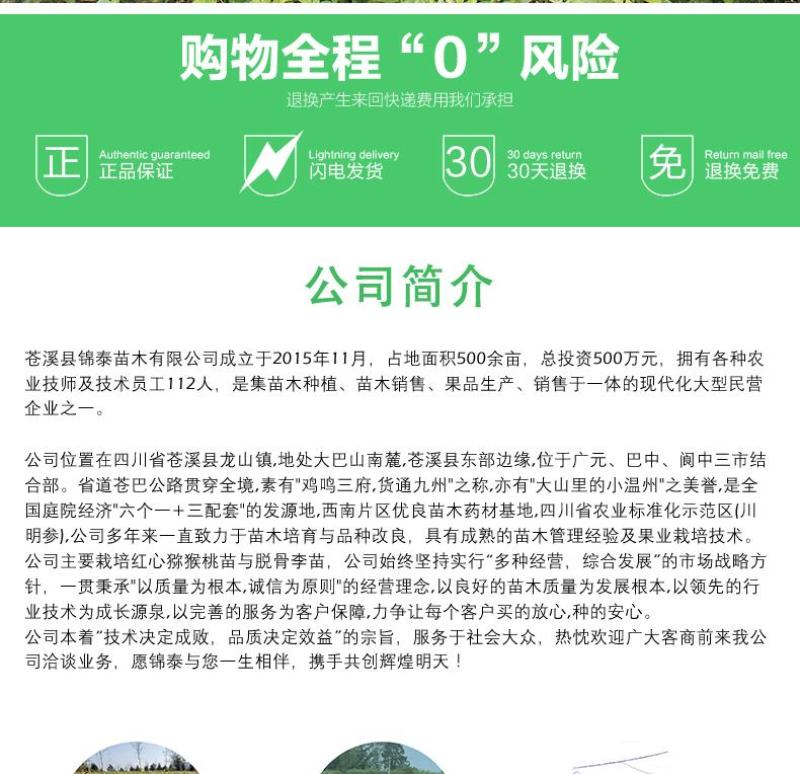 四川黄柏树苗川黄柏苗黄柏中药材剥皮黄柏苗南北方黄柏药材
