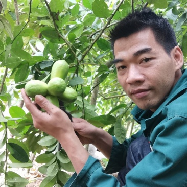 香水柠檬