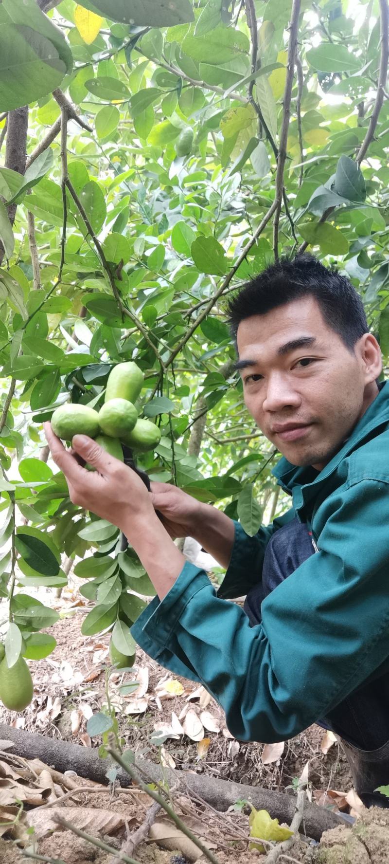 香水柠檬