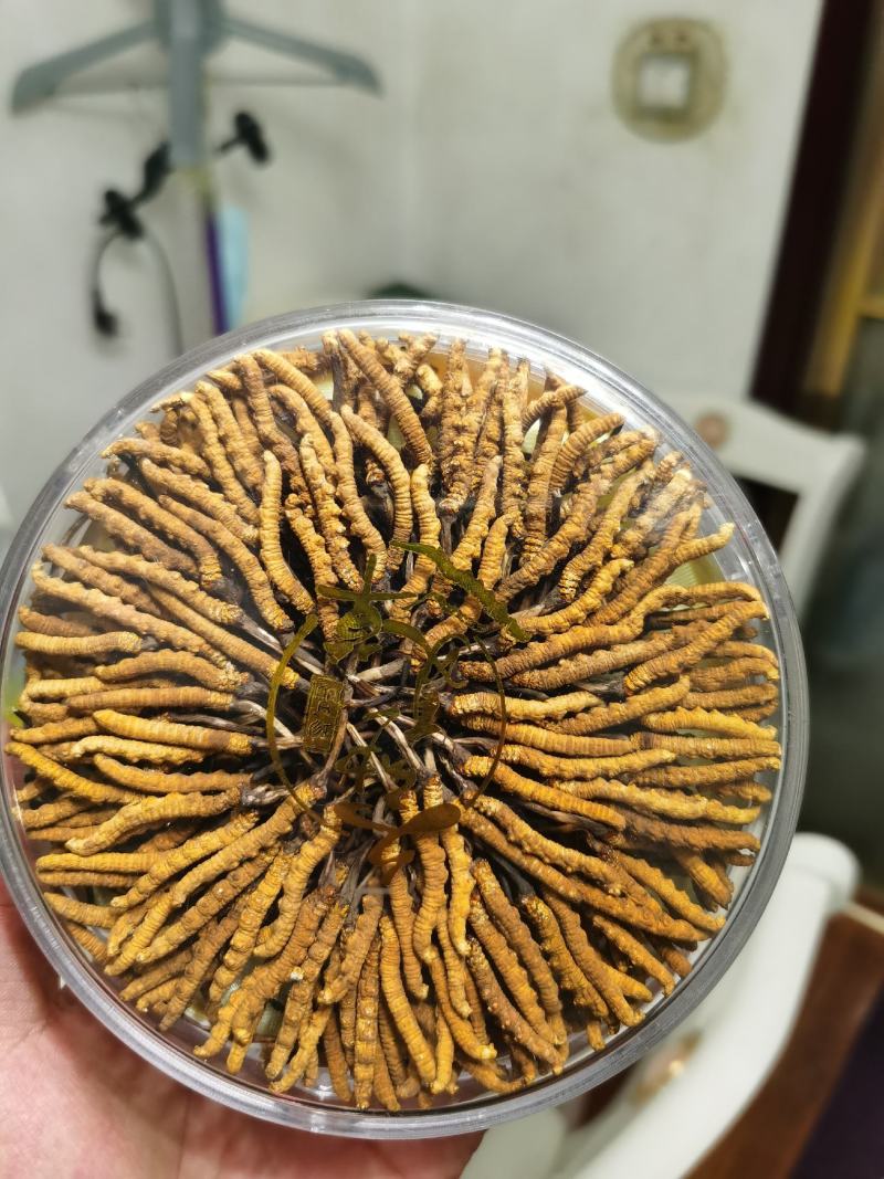 【六百万销量】西藏那曲纯野生冬虫夏草包邮