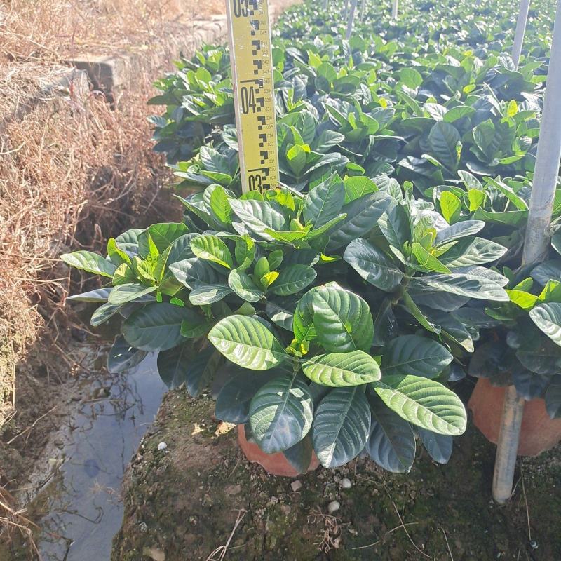 大叶栀子花，色泽绿，芳香四溢，花苞多，基地直发