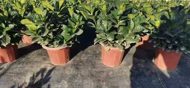 大叶栀子花，色泽绿，芳香四溢，花苞多，基地直发