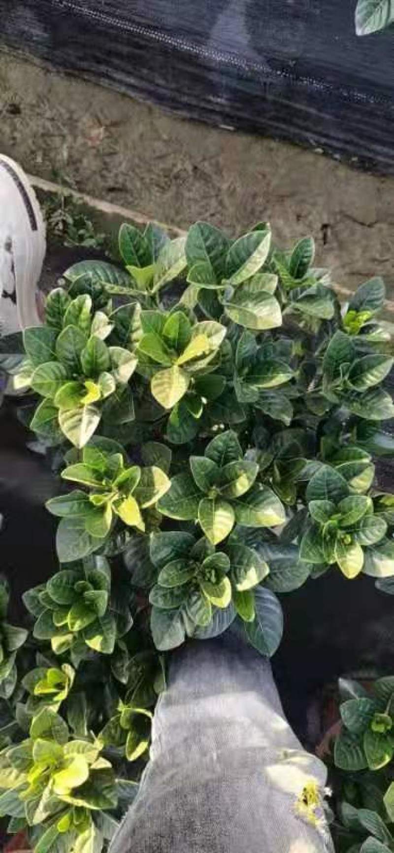 大叶栀子花，色泽绿，芳香四溢，花苞多，基地直发