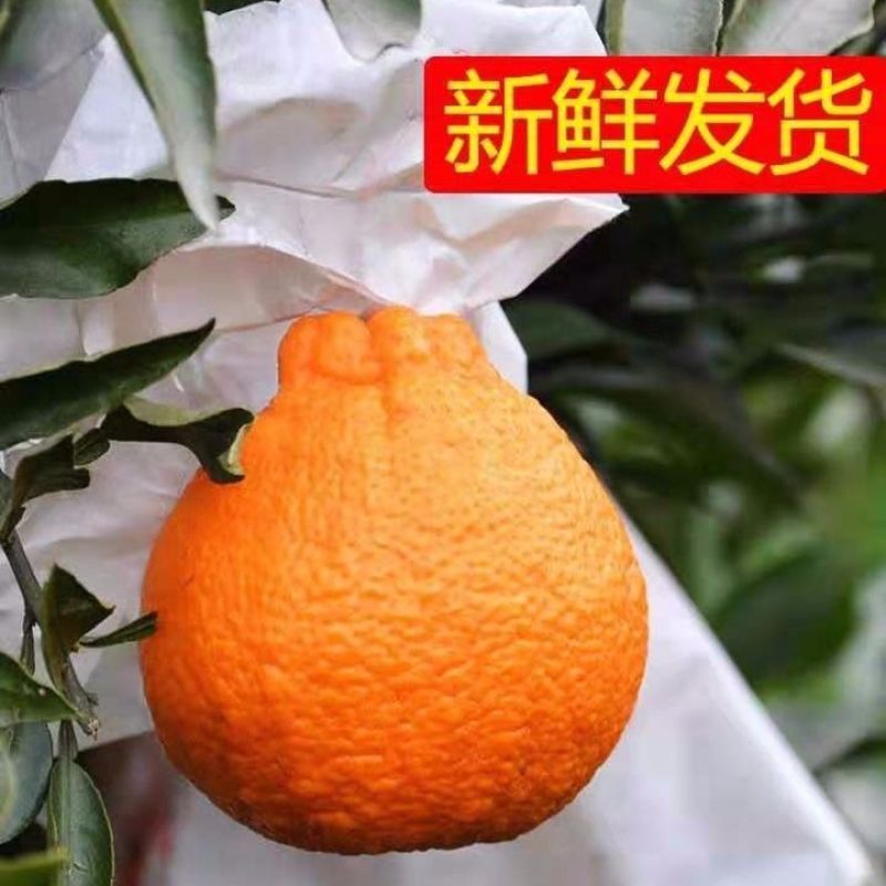 四川正宗不知火丑橘丑柑当季新鲜丑八怪孕妇水果现摘现发批发