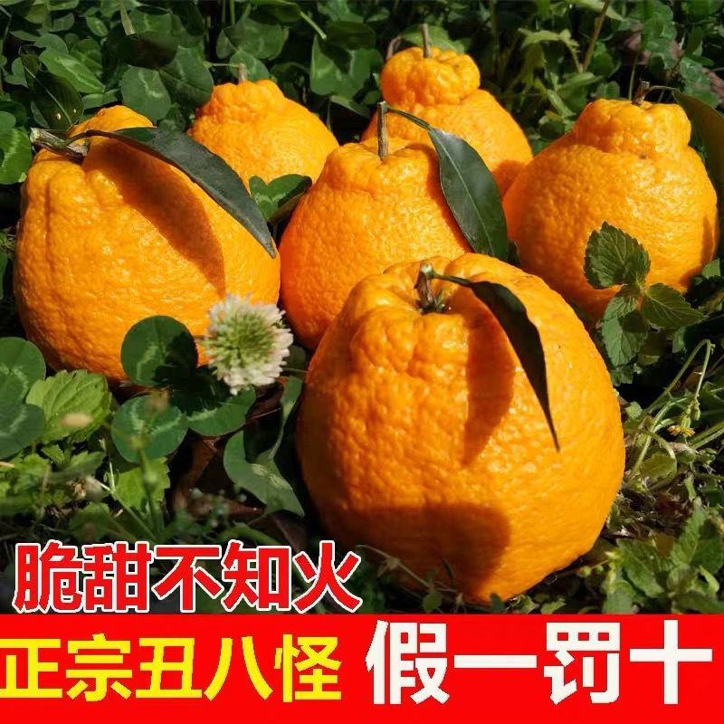 四川正宗不知火丑橘丑柑当季新鲜丑八怪孕妇水果现摘现发批发