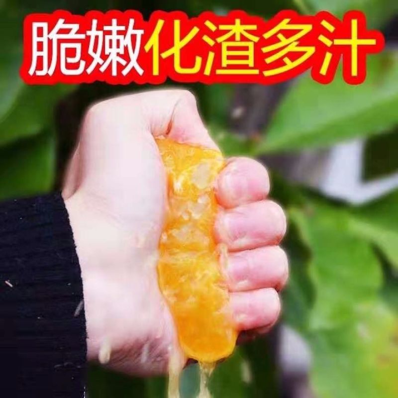 四川正宗不知火丑橘丑柑当季新鲜丑八怪孕妇水果现摘现发批发