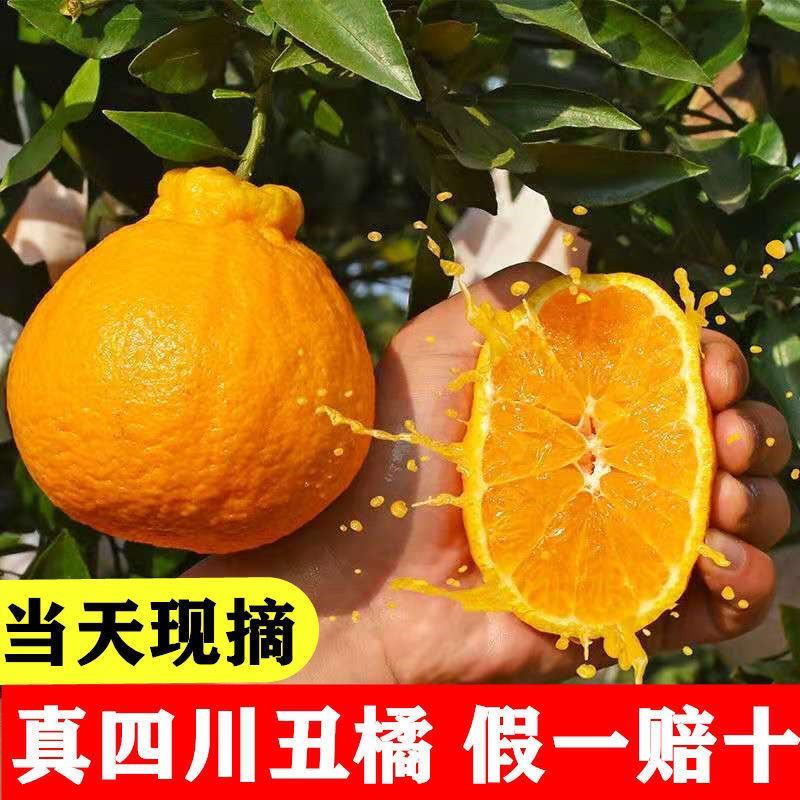 四川正宗不知火丑橘丑柑当季新鲜丑八怪孕妇水果现摘现发批发