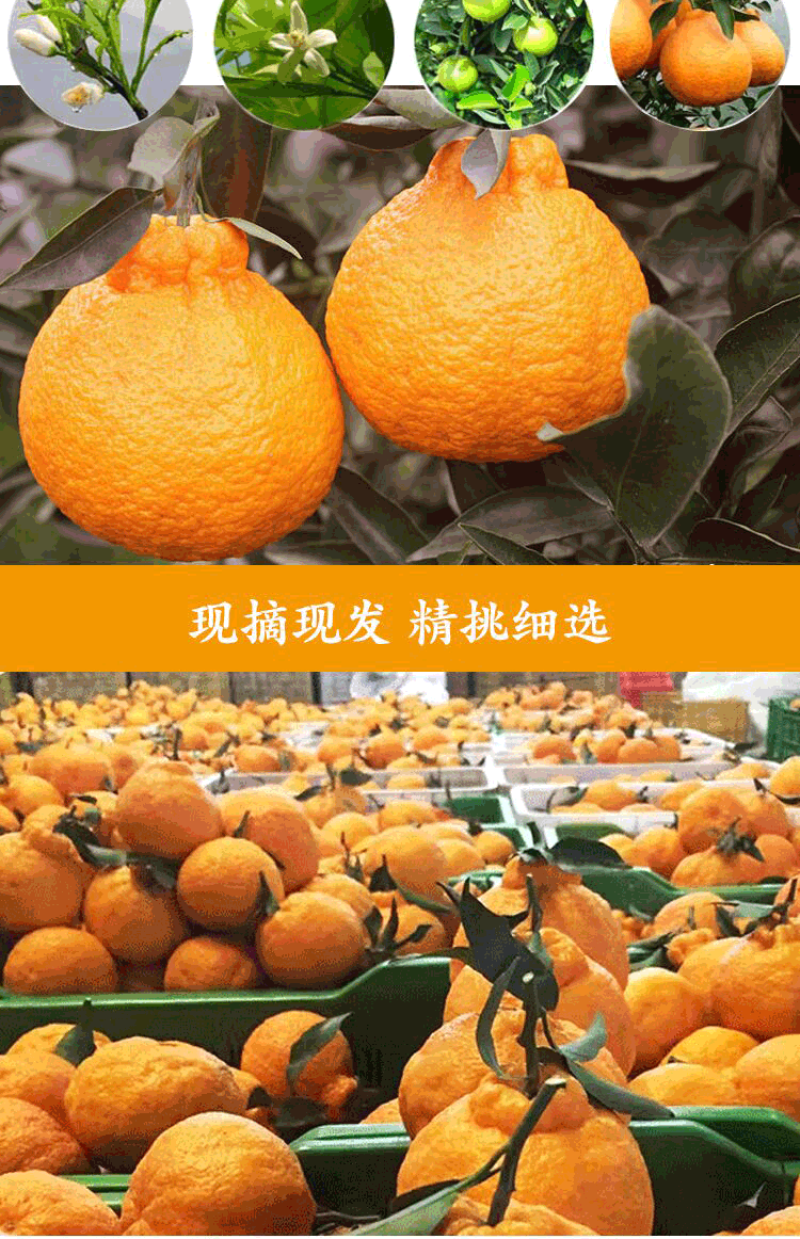 四川正宗不知火丑橘丑柑当季新鲜丑八怪孕妇水果现摘现发批发
