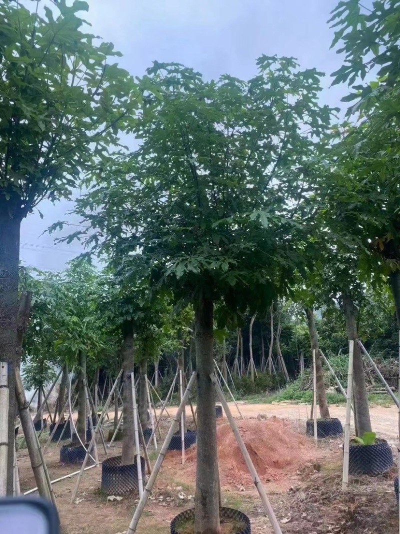 澳洲火焰木，各种规格齐全。支持视频看货。欢迎联系