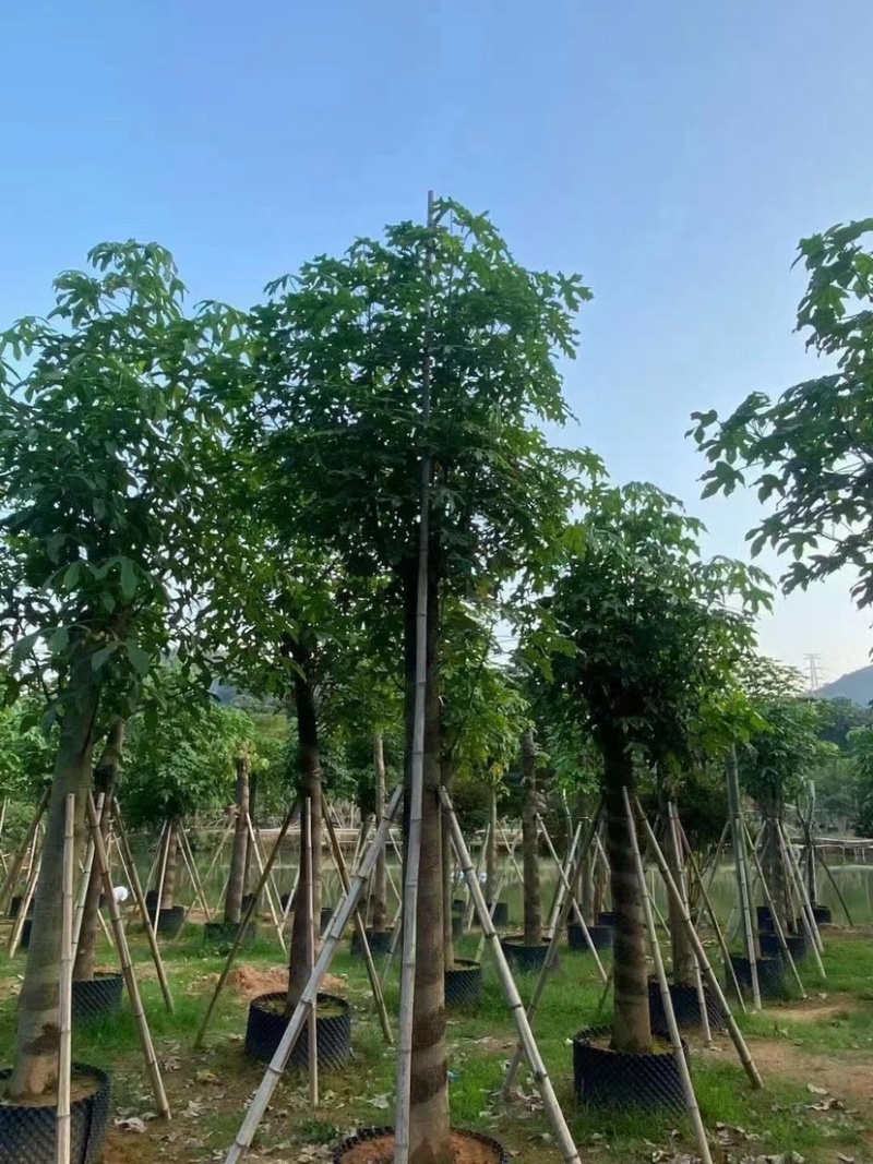 澳洲火焰木，各种规格齐全。支持视频看货。欢迎联系