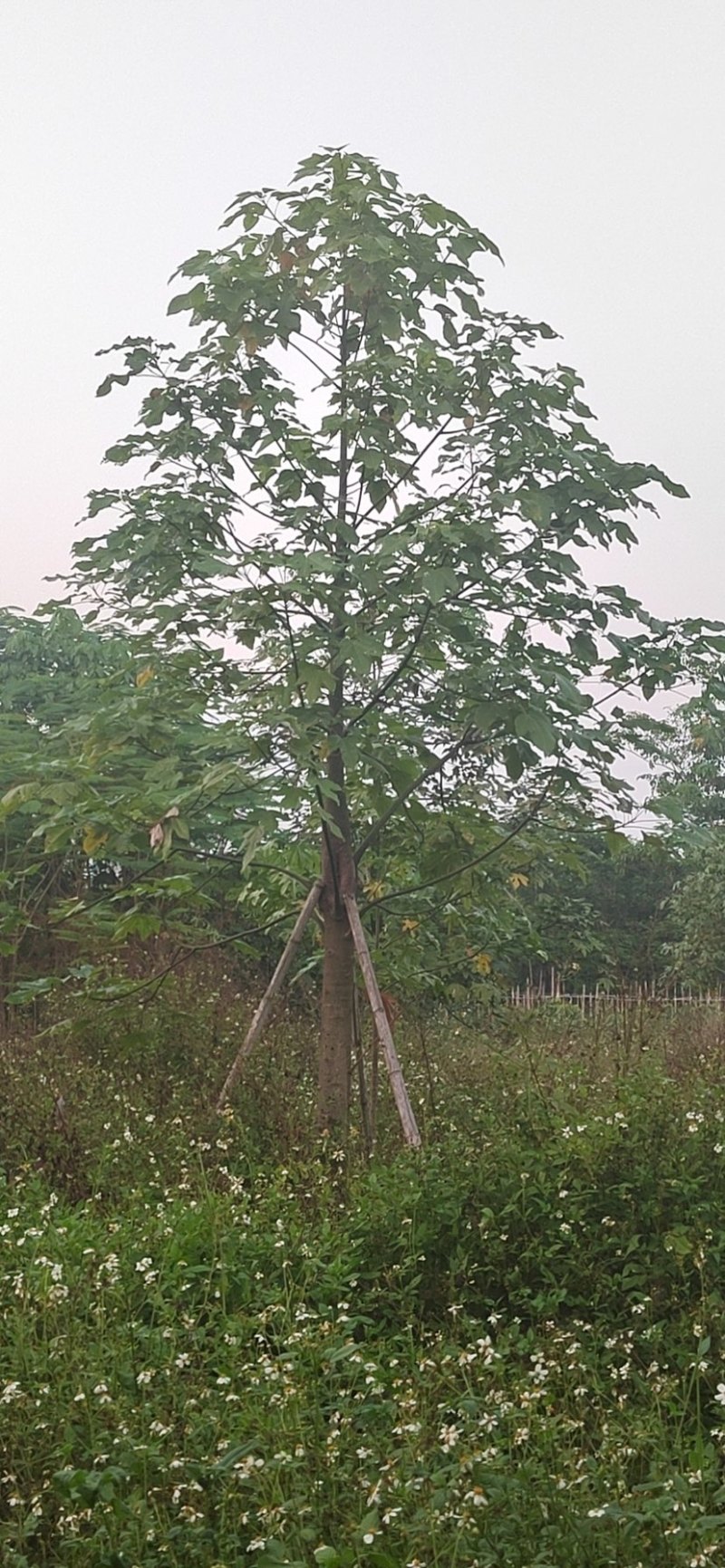 澳洲火焰木，各种规格齐全。支持视频看货。欢迎联系
