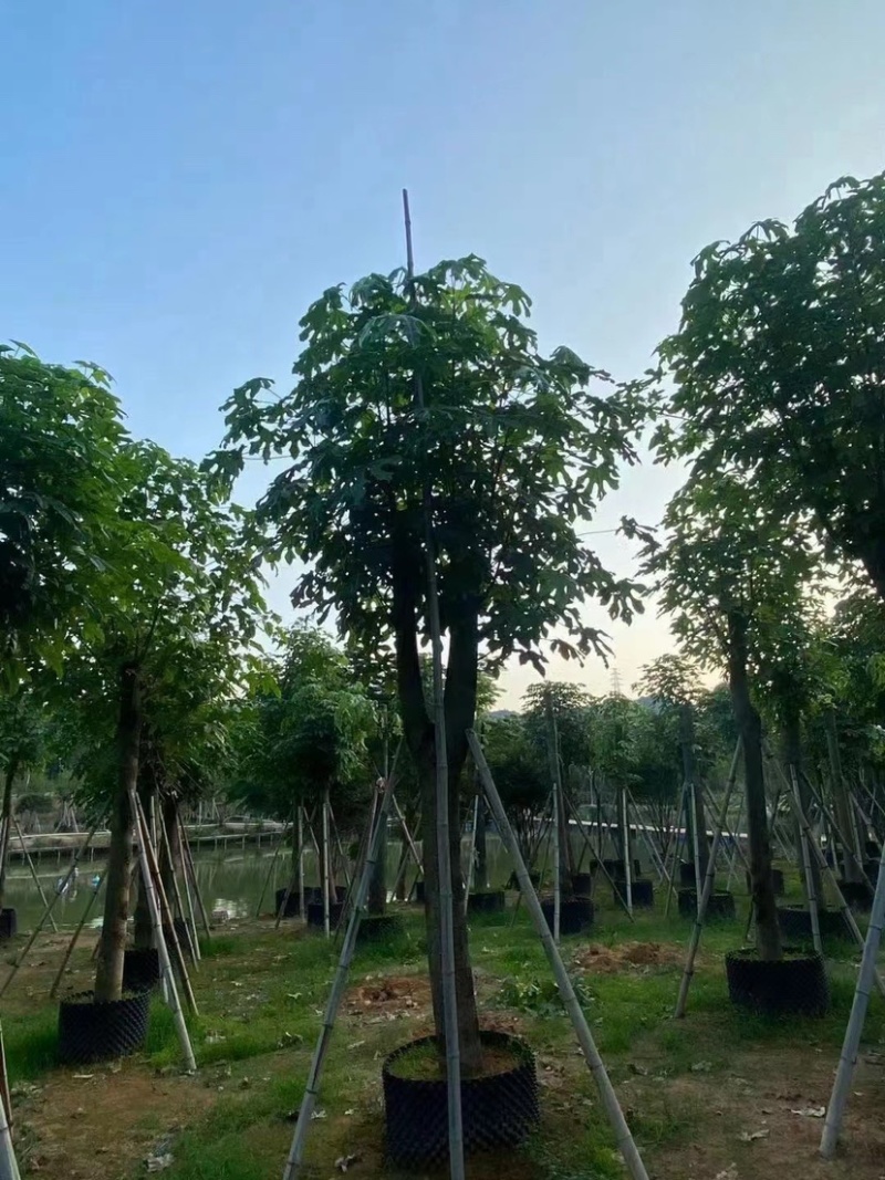 澳洲火焰木，各种规格齐全。支持视频看货。欢迎联系