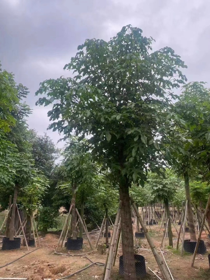 澳洲火焰木，各种规格齐全。支持视频看货。欢迎联系