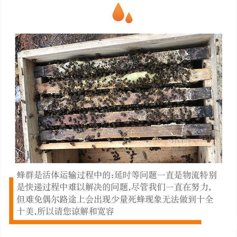 蜜蜂中蜂蜂群蜂王笼蜂活体带王带脾带箱包活到手技术指导