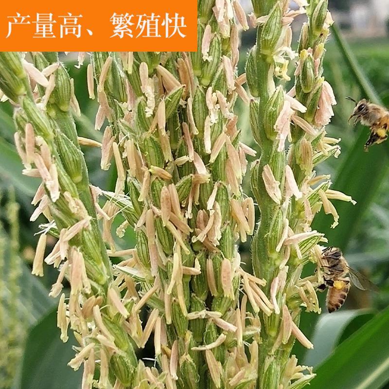 蜜蜂中蜂蜂群蜂王笼蜂活体带王带脾带箱包活到手技术指导